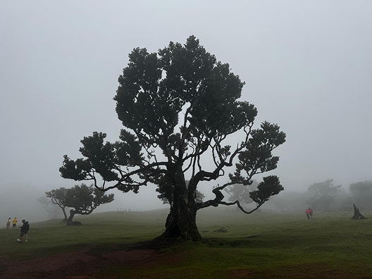 Peaceful nature scene