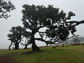 Clinical Supervision